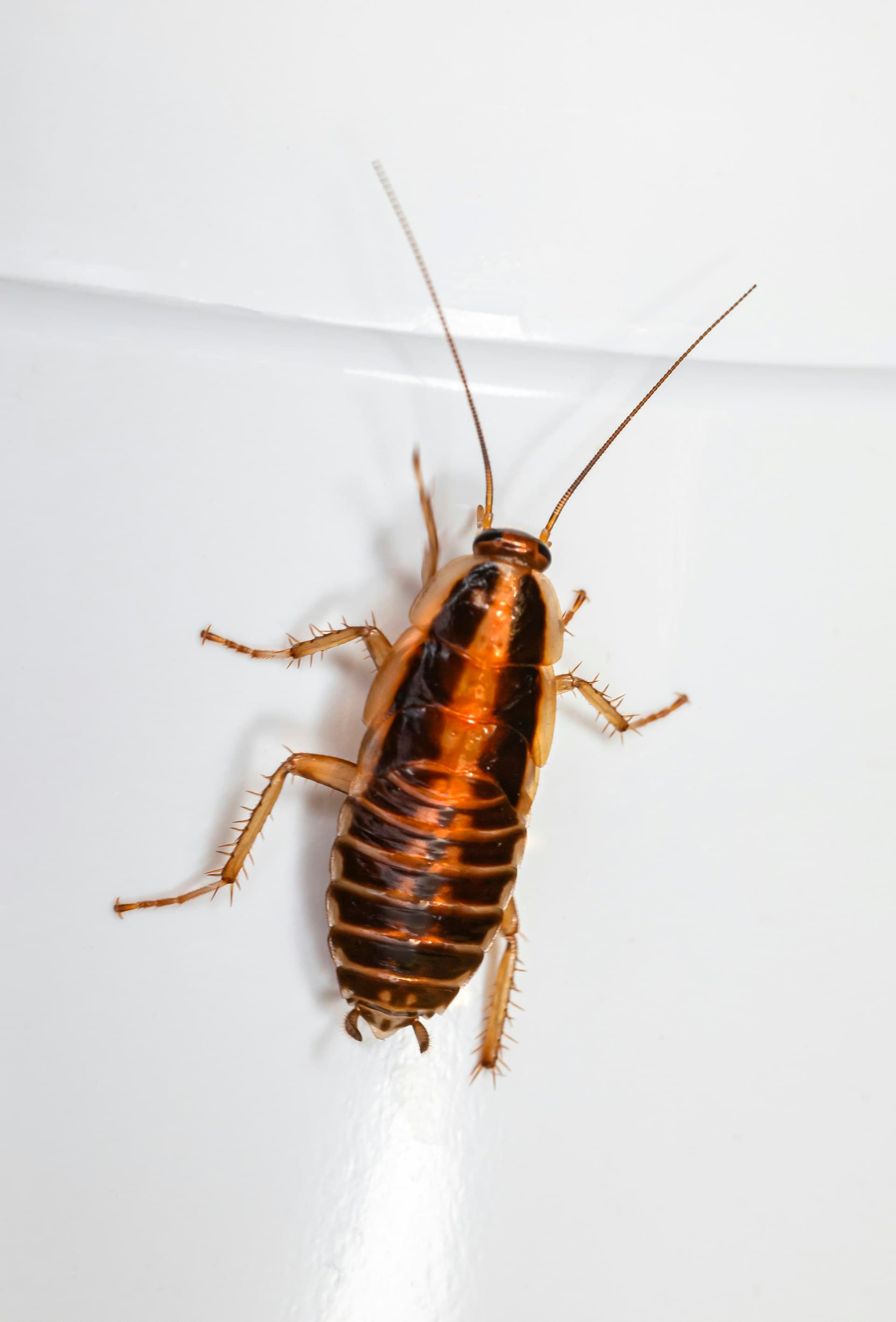 Pest control professional inspecting a home